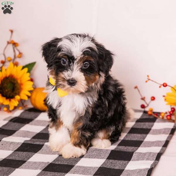 Eagle, Mini Bernedoodle Puppy